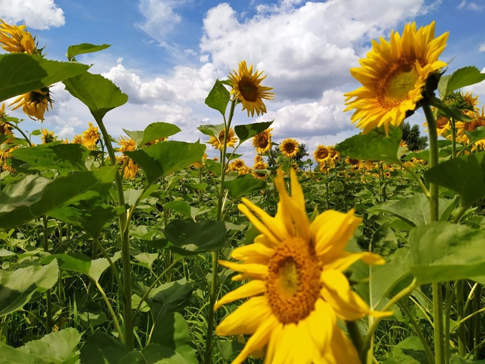 A kép eltávolítva.